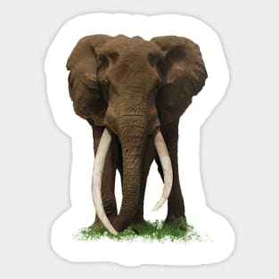 Elephant with big tusk in Africa Sticker